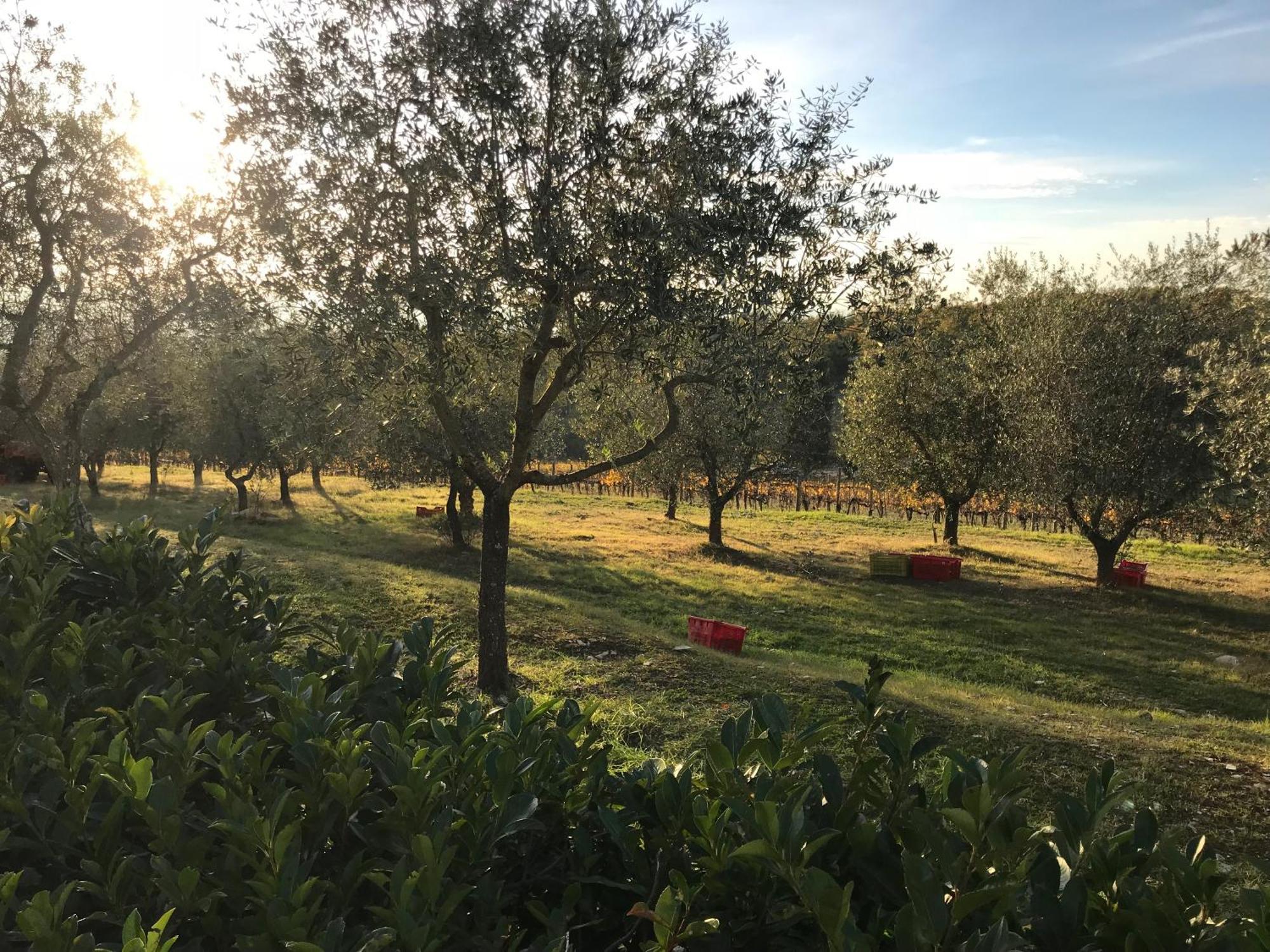 קסטלינה אין קיאנטי Il Villino Farmhouse מראה חיצוני תמונה